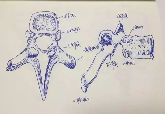 把人体局部解剖图画下来 骨头,血管,关节 一笔一画 人体结构