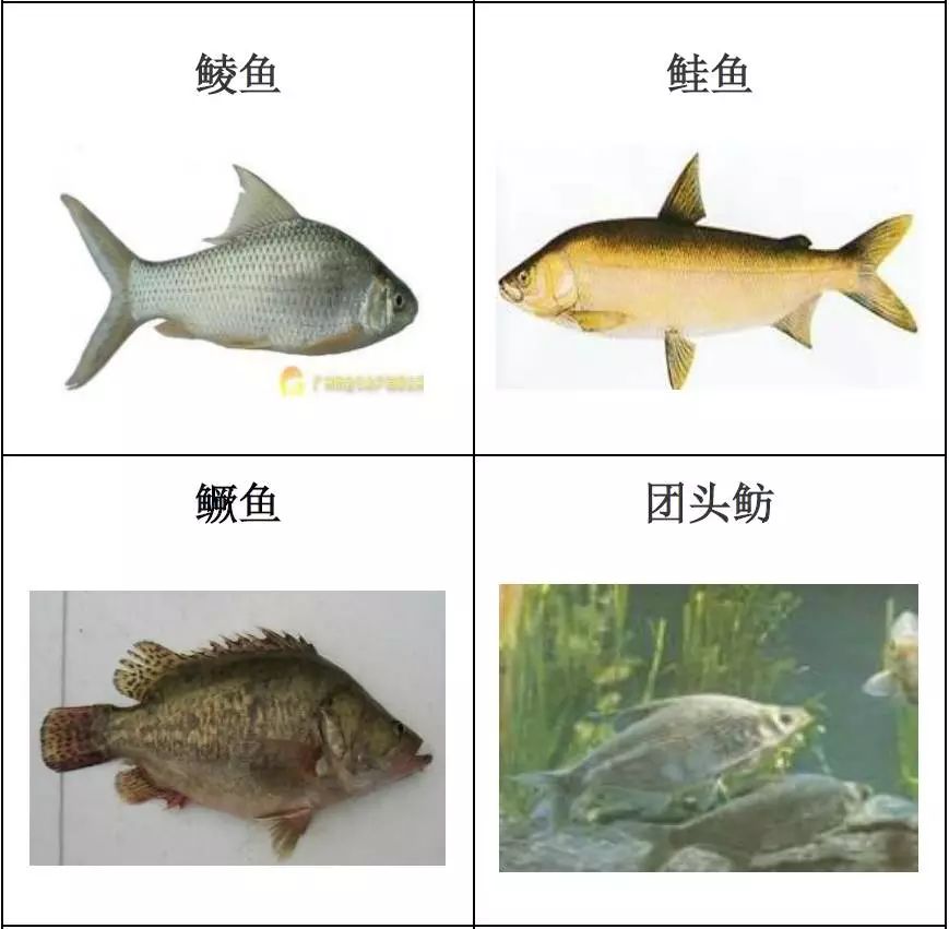 科技 正文  1,淡水鱼类 青鱼,草鱼,鲢鱼,鳙鱼,鲫鱼,鲤鱼,鲮鱼,鲑(大麻