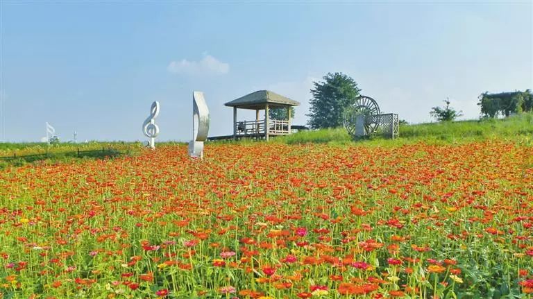 锦江区三圣乡七彩田野开满菊花的山坡