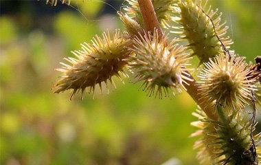 【1】咽喉肿痛 苍耳泡脚,能够去虚火,消除咽喉肿痛,配以艾草效果更佳