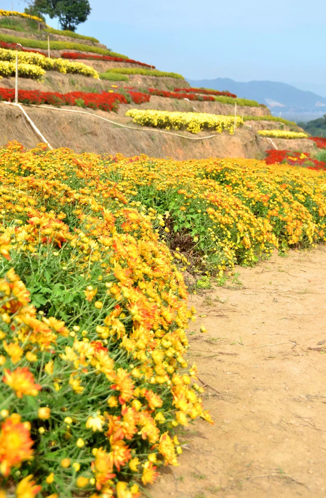 就在宁德市区,100000 棵菊花已爆满山头,趁着人少花海