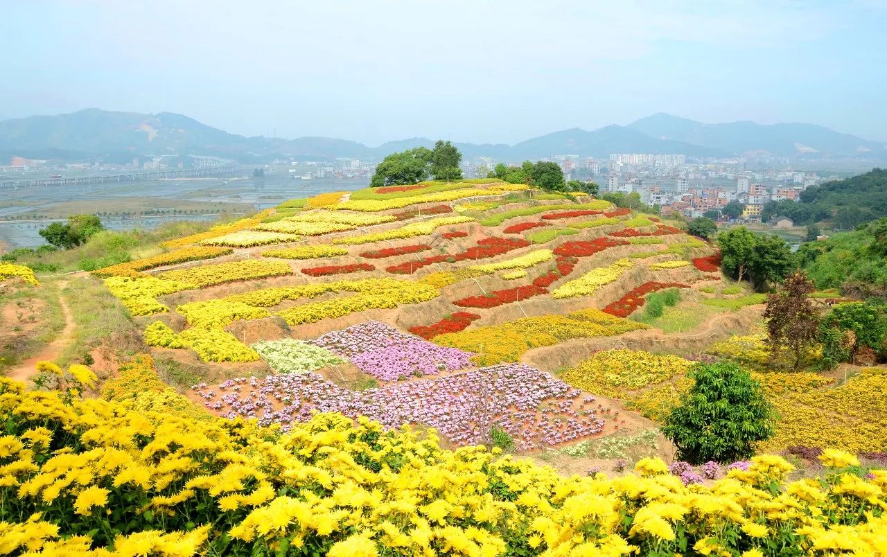 就在宁德市区,100000 棵菊花已爆满山头,趁着人少花海