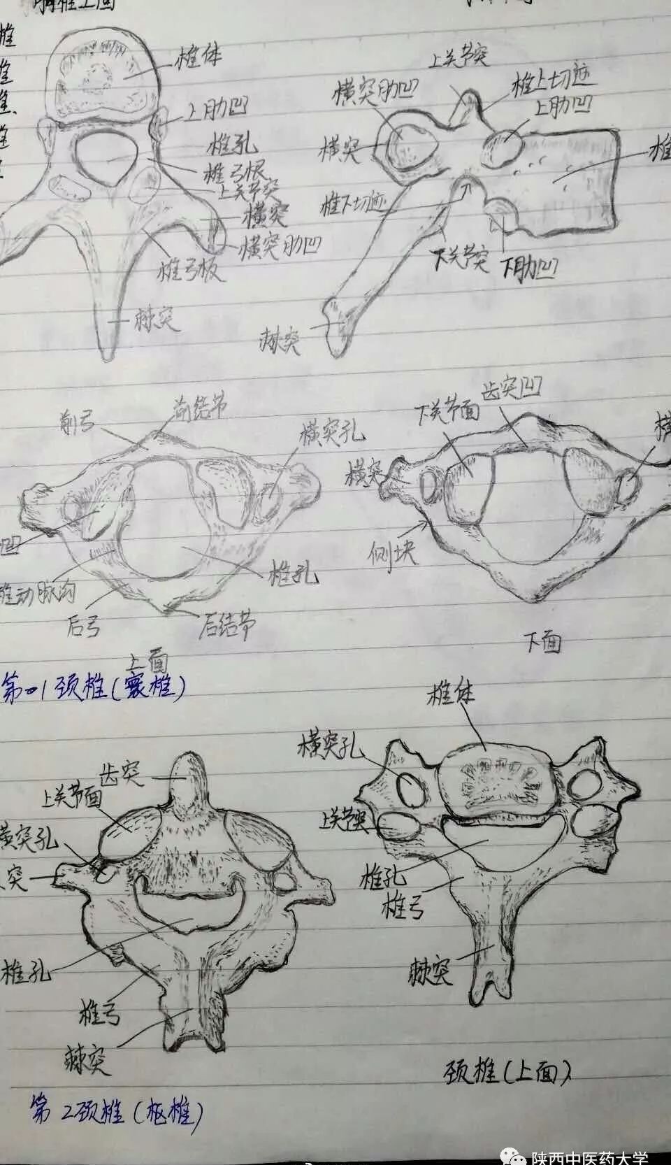 直观的绘画,让我更加深刻的了解到人体各个组织器官骨骼的奥秘