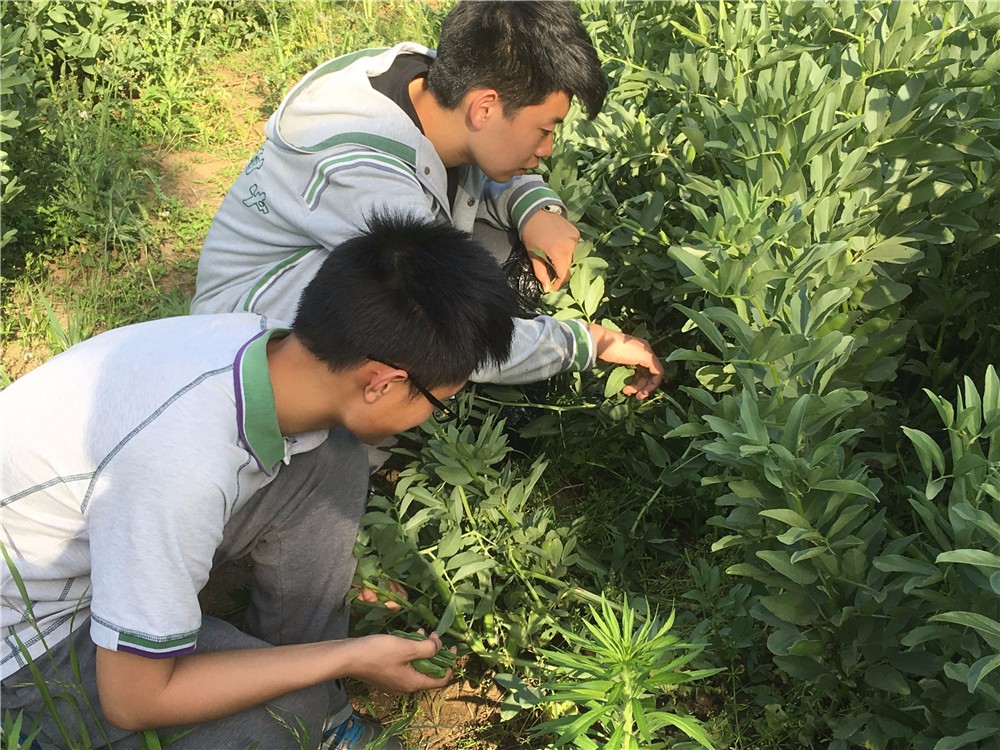 明年,我们还一起种山芋吗?——高中部学农基地纪实