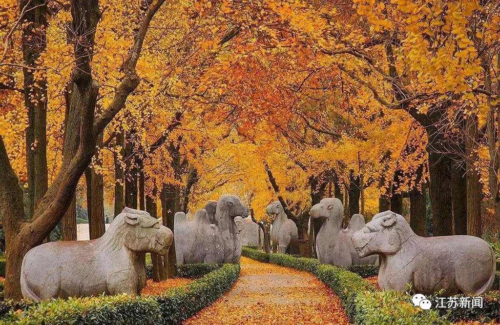 石象路是南京明孝陵中的一条神道,深秋的季节,金黄的落叶铺满石路,走