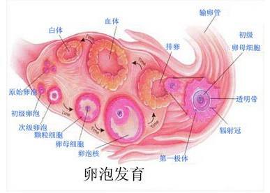 为了准确的"抓住"排卵期,卵泡监测建议从月经第3天开始,间断或持续