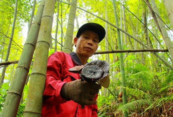 农村大哥竹林中采灵芝,一斤可以卖到上百元