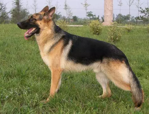 照片上,张馨予抱着的这条大犬是俗称"黑背"的德国牧羊犬,是各国警犬