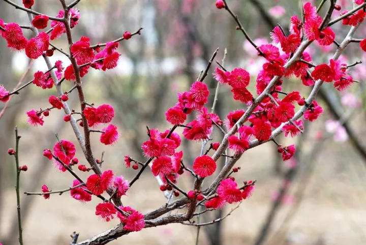 "江南无所有,聊赠一枝春"指的是哪一种梅花?