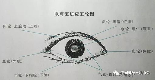 认为眼睛的各个部位及功能分属于五脏,其中:两眼内眦,外眦的血络属心