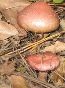 那是因为你没有见过纯东北长白山野生红伞菇红蘑菇 这种蘑菇堪称蘑菇