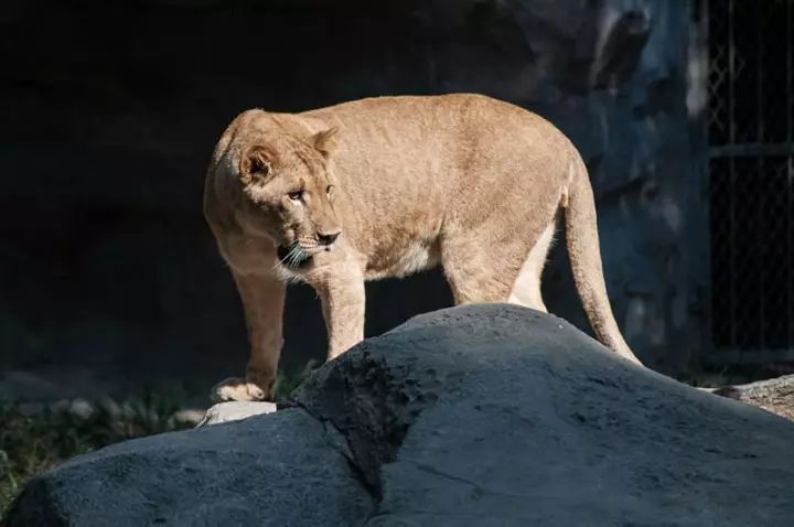 西伯利亚虎是 现存世界上最大的猫科动物,在中国境内被称为"东北虎".