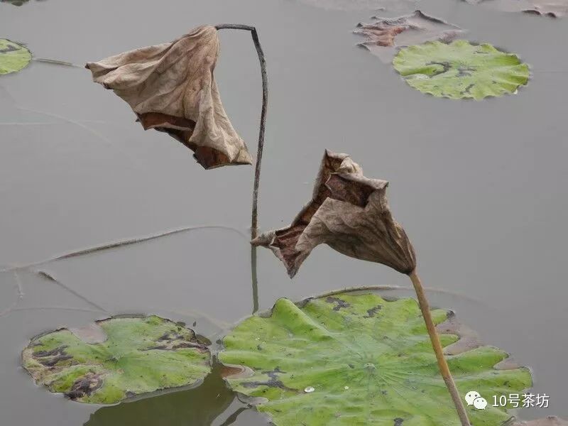 秋天观荷花有感林笔顺福建莆田