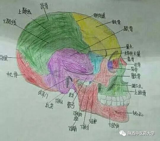 医学人体解剖手绘科学与艺术的交织