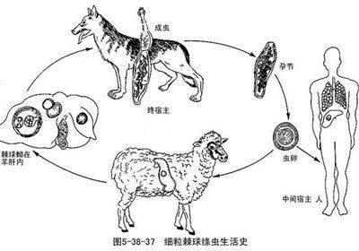 教育 正文  小贴士 包虫病,又称棘球蚴病,是细粒棘球绦虫的幼虫感染