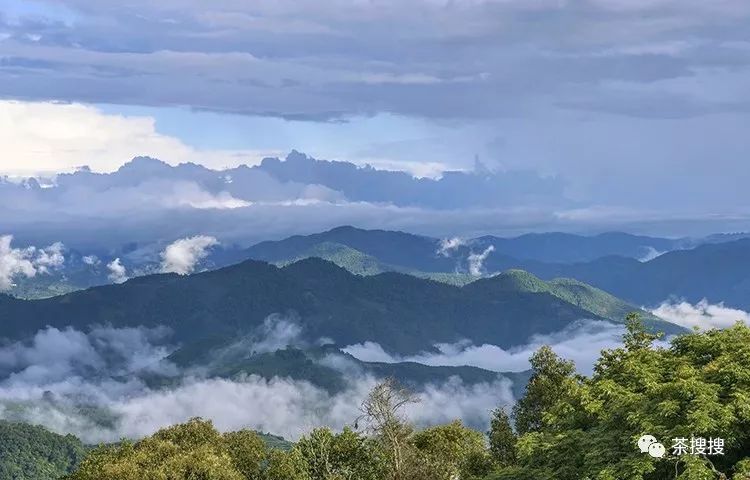 革登 茶山地理:革登古茶山,处于倚邦茶山和莽枝茶山之间,面积约150