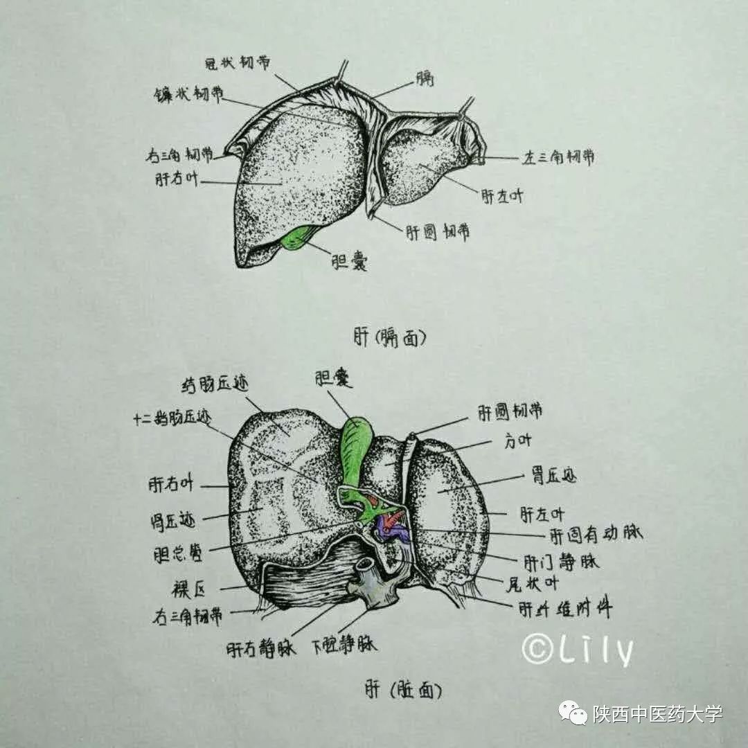 医学人体解剖手绘:科学与艺术的交织