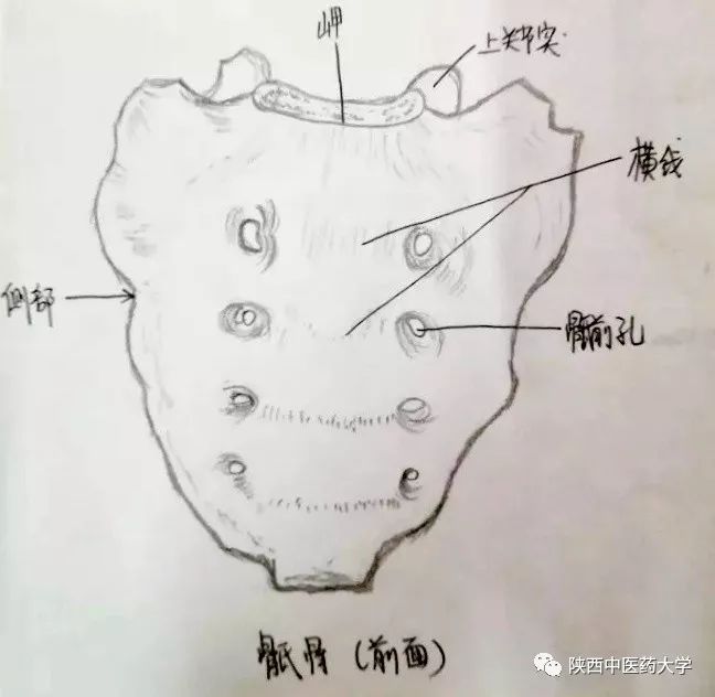 医学人体解剖手绘科学与艺术的交织