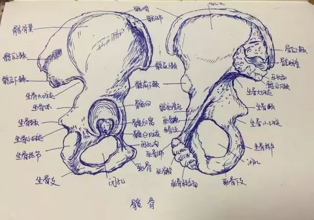 珠海美女医生手绘人体解剖图,惊艳了整个珠海