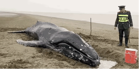 再见,小鲸鱼…救了3天,搁浅启东的座头鲸确认死亡,再也游不动了