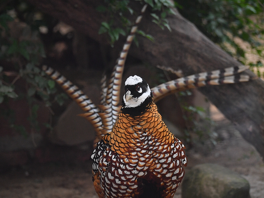 白冠长尾雉尾羽是京戏行头道具中的雉翎