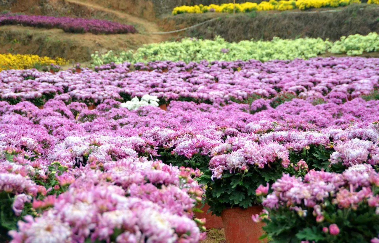 就在宁德市区,100000 棵菊花已爆满山头,趁着人少花海走一波!