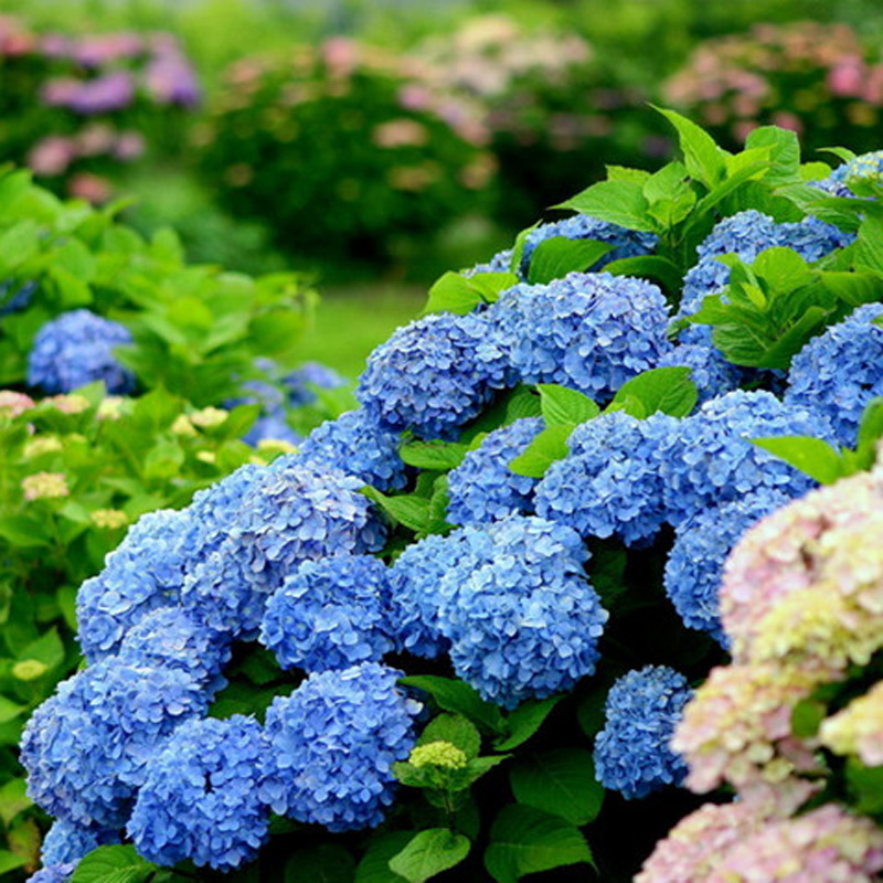 绣球花是一种常见的庭院花卉,其伞形花序如雪球累累,簇拥在椭圆形的