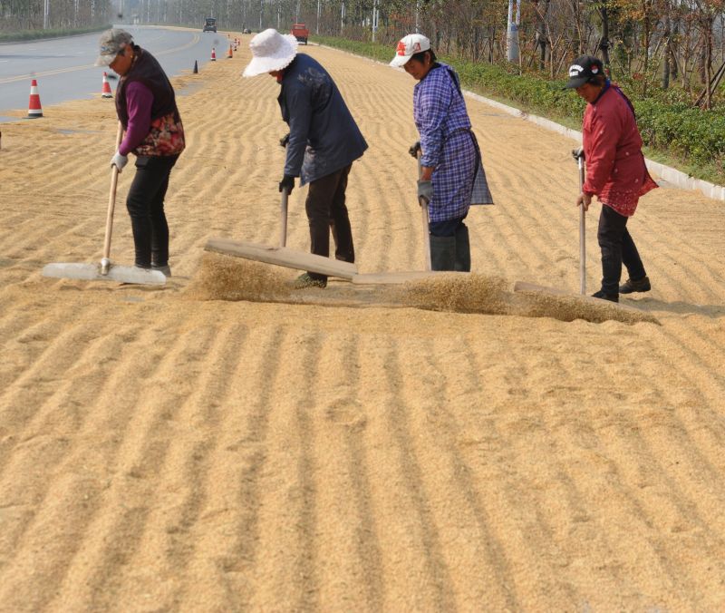 10万斤稻谷遭雨淋众邻里相助翻晒忙扬州晚报程曦摄中国晚报摄影学会网