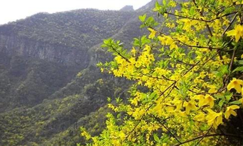 太岳山麓,连翘神茶 ——热烈祝贺《海平会客室》与裕丰特达成战略合作