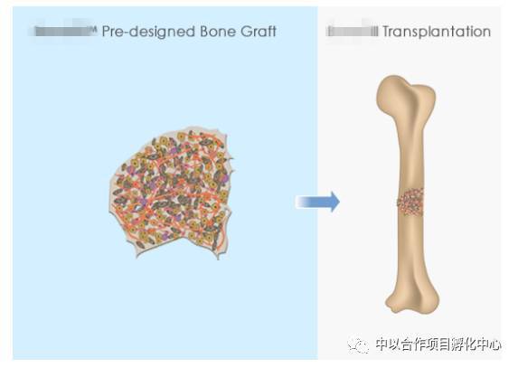 活性骨骼培育技术(源于自体脂肪细胞的3d骨移植物,公司准备纳斯达克