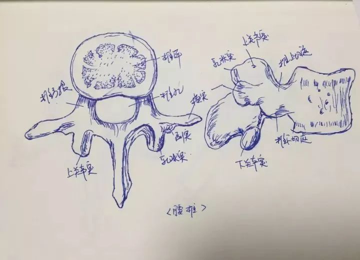 旅游 正文  但是她最出彩的 9,胸椎  网友惊叹: 这哪是手绘的啊 明明