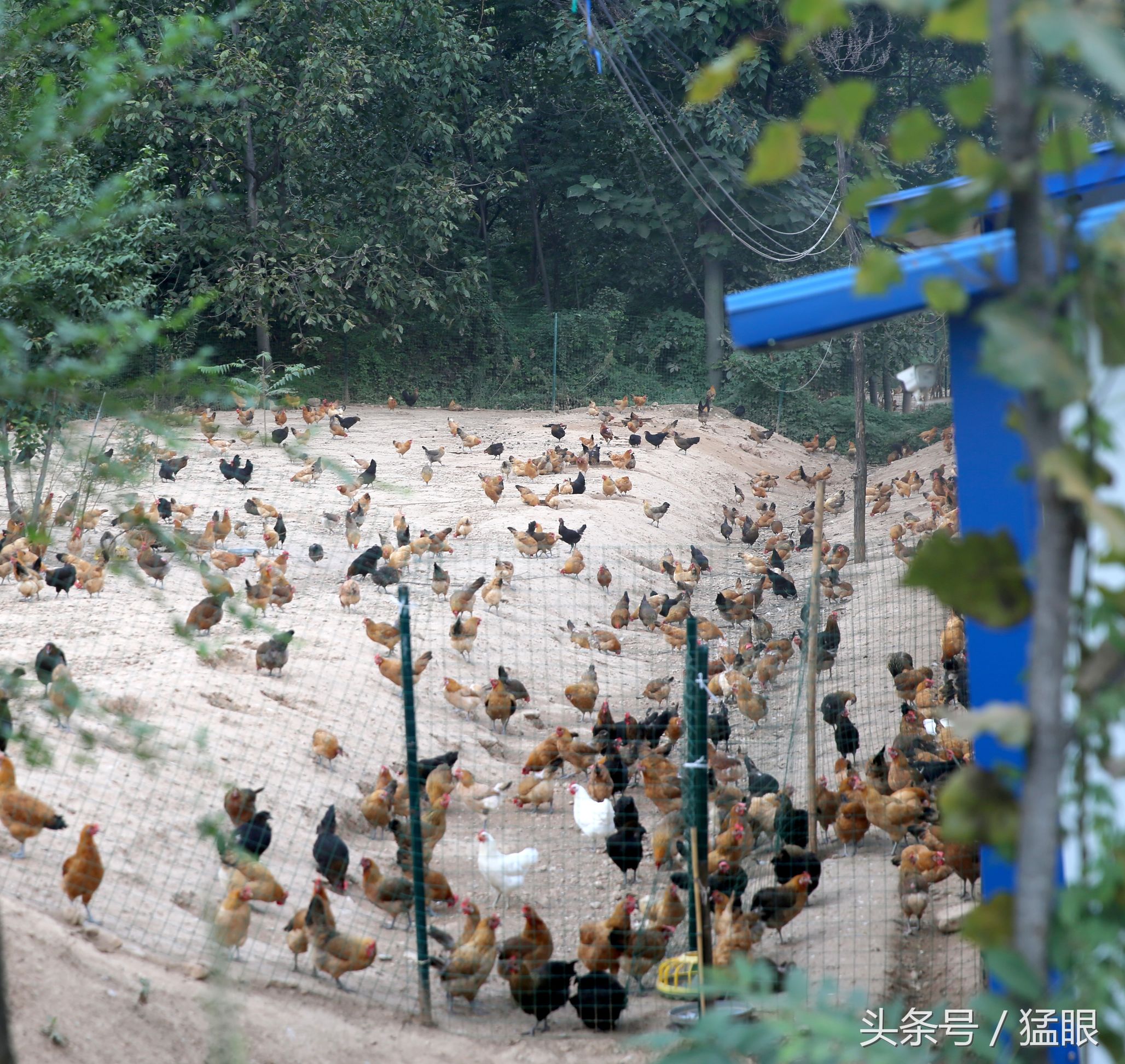 这一个鸡舍能养4000多只鸡,投食喂水全部自动化,有病鸡立马隔离