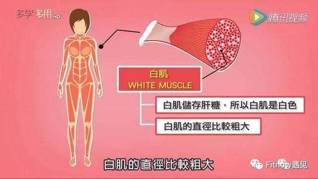 红肌白肌你是什么肌肉类型