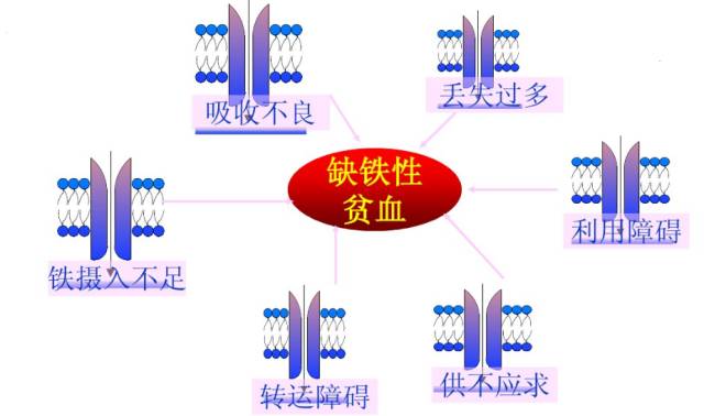 健康 正文  本次讲座围绕小儿缺铁性贫血的预防,症状识别,治疗原则等