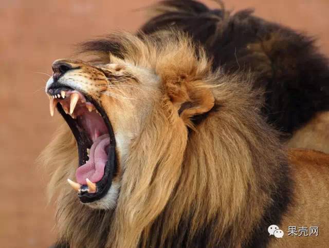 科学家实地测量一米外狮子的吼叫音量可达114分贝.