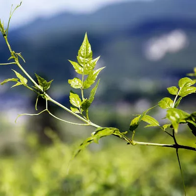 华崔莱藤茶北纬30一颗璀璨明珠