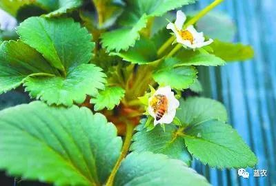 设施草莓蜜蜂授粉技术指南!授粉期间怎样管理温室