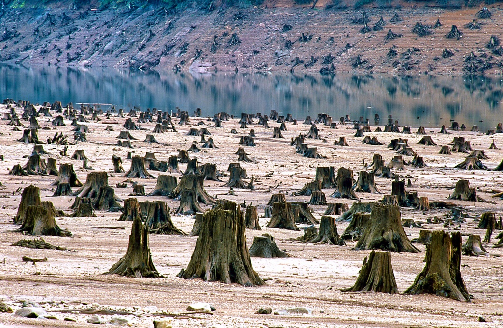 威拉米特国家森林是世界上最古老的森林,当地人为了经济利益滥砍滥伐