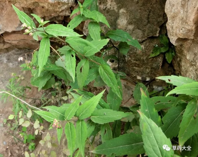 三脉紫菀的功效与作用|草药大全