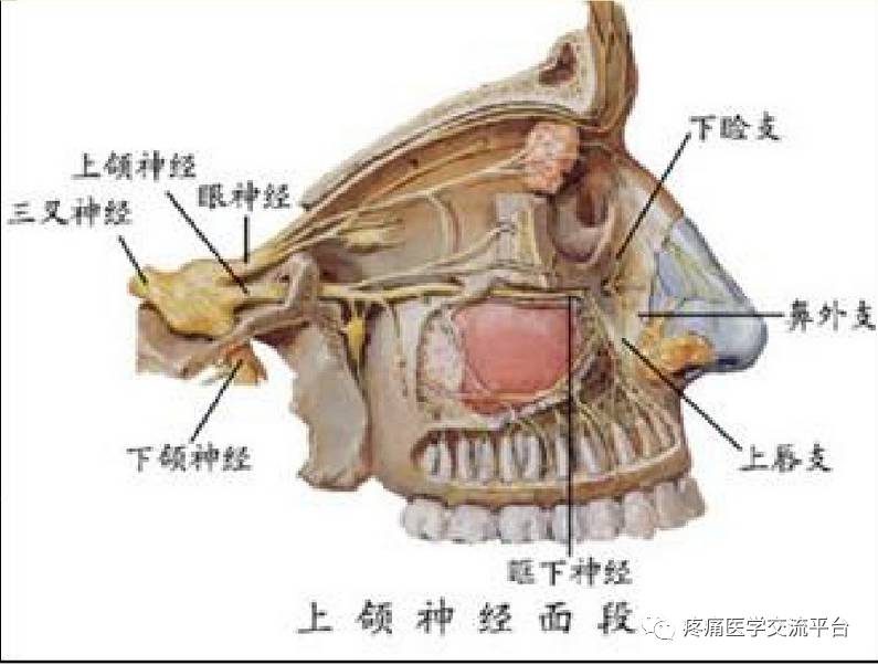 三叉神经解剖及mr表现