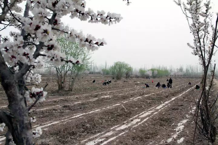 枣园乡人口_枣园旧址(3)