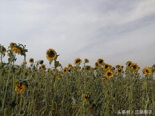 走进兰州西固杏胡台 观看冬日的向日葵