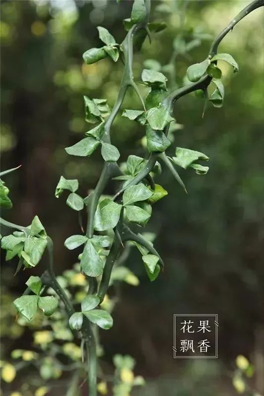 飞龙枳枳橙的叶片跟常见的柑橘大有不同枳橙你见过或尝过的柑橘一般都