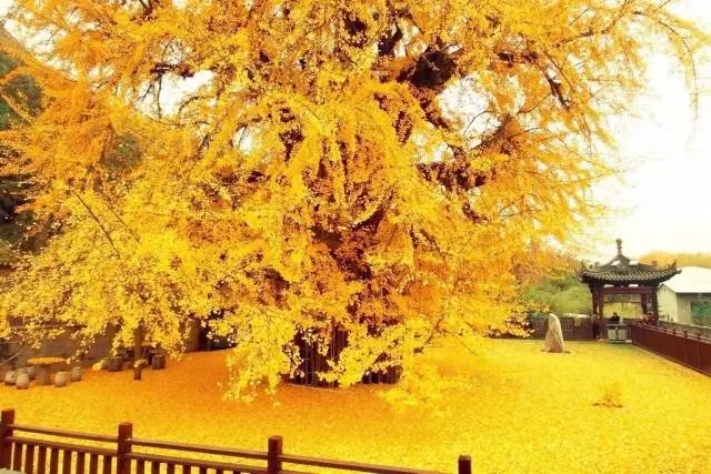 李世民栽了棵银杏树,美了1400年,每天数万人排队欣赏