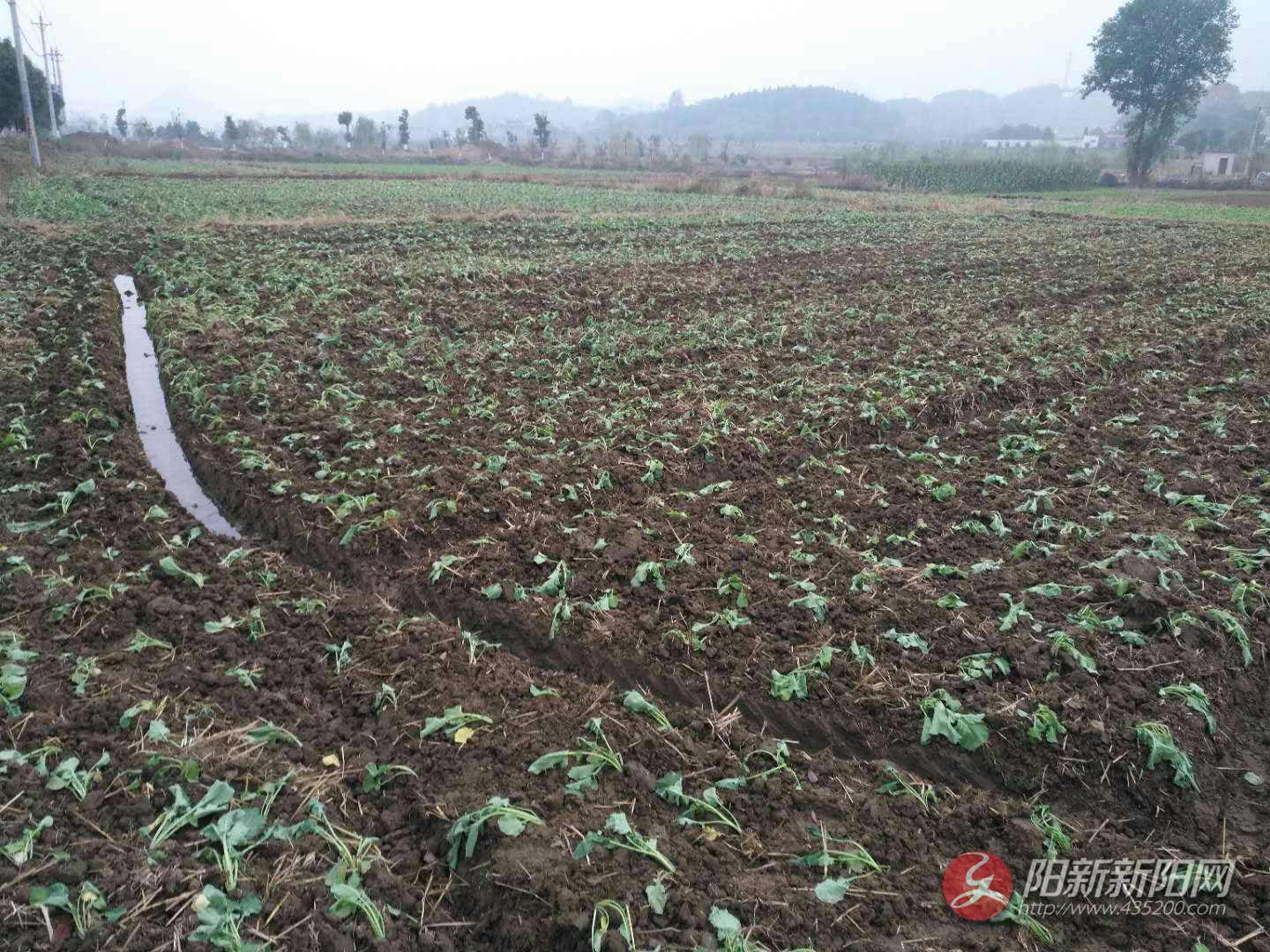 阳新金龙村民油菜移栽忙掀起秋播秋种大热潮