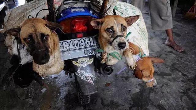 流浪狗狂犬病的锅又要我背