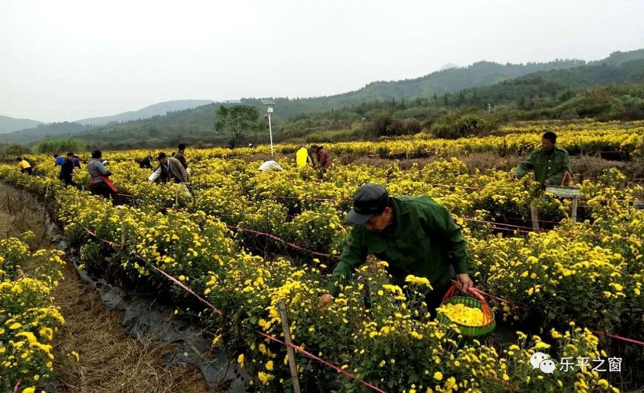 贫困户在洪长林的菊花种植基地实现了就业