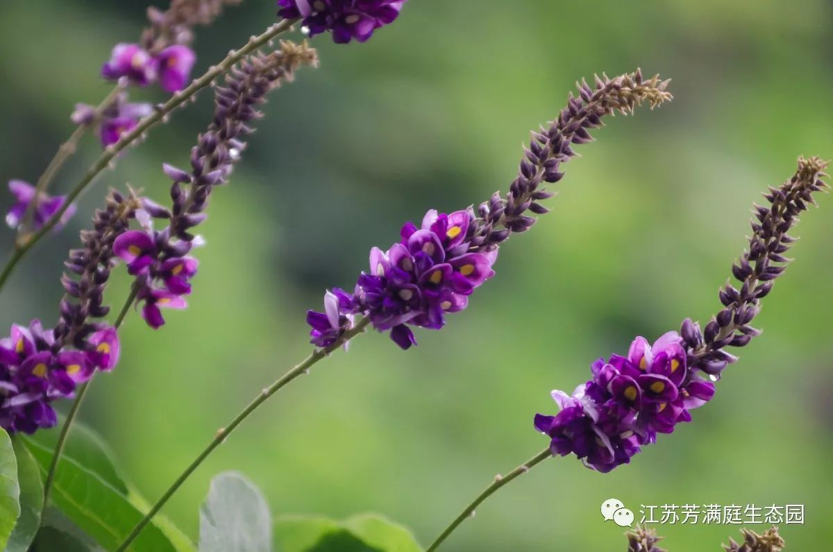 《诗经》里那些名字好听的花草,手绘出来竟这么惊艳!