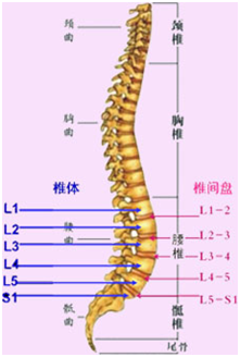 腰椎间盘位于两个腰椎椎体之间,人体弯腰,扭腰,行走,跳跃等简单的动作