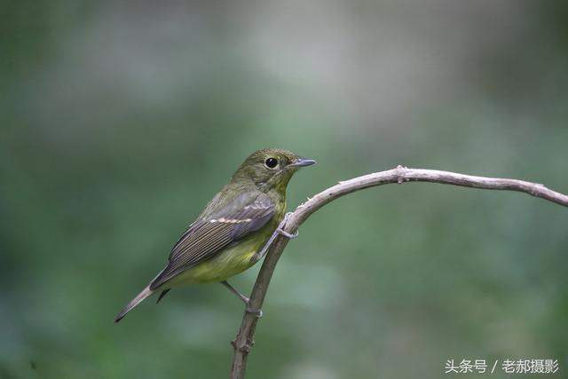 绿色的小鸟叫绿背姬鹟,今年全年没见到